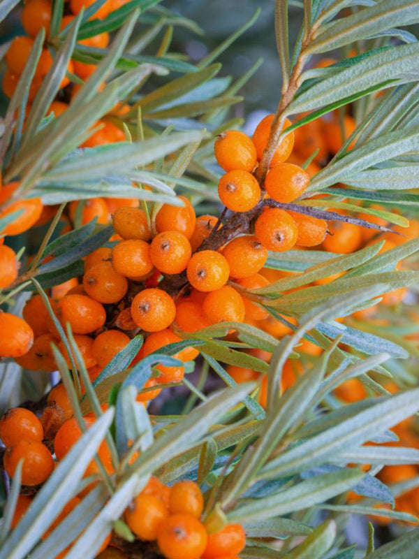 Heimischer Sanddorn, Hippophae rhamnoides kaufen im Online-Shop der Bohlken Baumschulen