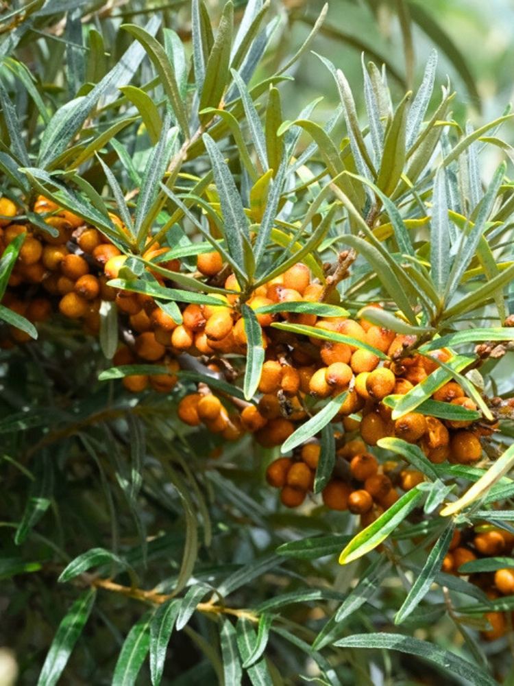 Heimischer Sanddorn, Hippophae rhamnoides kaufen im Online-Shop der Bohlken Baumschulen