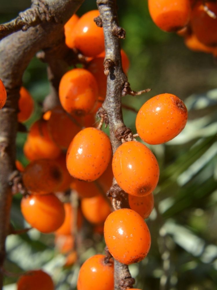 Heimischer Sanddorn, Hippophae rhamnoides kaufen im Online-Shop der Bohlken Baumschulen