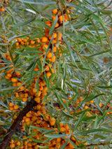 Bild von Sanddorn weiblich 'Leikora', Hippophae rhamnoides 'Leikora' im Onlineshop von Bohlken Pflanzenversand GbR