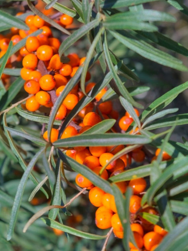 Sanddorn weiblich, Hippophae rhamnoides 'Sirola' (S) kaufen im Online-Shop der Bohlken Baumschulen