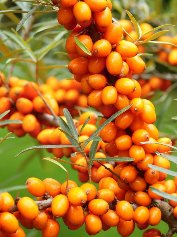 Sanddorn weiblich, Hippophae rhamnoides 'Sirola' (S) kaufen im Online-Shop der Bohlken Baumschulen