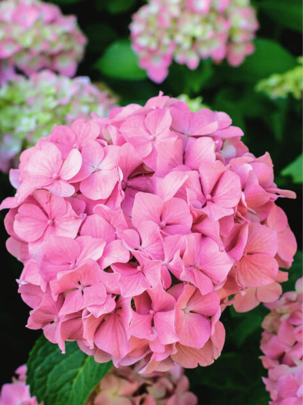 Bauernhortensie, Hydrangea macrophylla 'Bela' rosa kaufen im Online-Shop der Bohlken Baumschulen