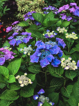 Hydrangea macrophylla 'Blaumeise', 'Teller blau', Tellerhortensie 'Blaumeise' im Onlineshop der Bohlken Baumschulen