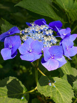 Hydrangea macrophylla 'Blaumeise', 'Teller blau', Tellerhortensie 'Blaumeise' im Onlineshop der Bohlken Baumschulen