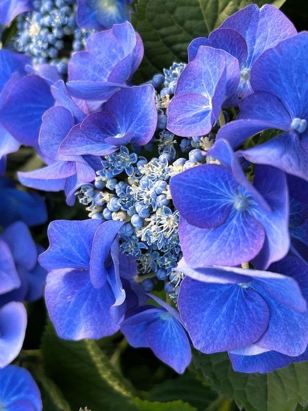 Hydrangea macrophylla 'Blaumeise', 'Teller blau', Tellerhortensie 'Blaumeise' im Onlineshop der Bohlken Baumschulen