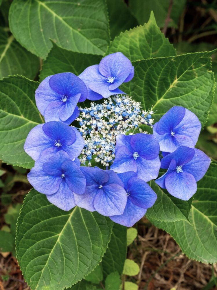 Hydrangea macrophylla 'Blaumeise', 'Teller blau', Tellerhortensie 'Blaumeise' im Onlineshop der Bohlken Baumschulen