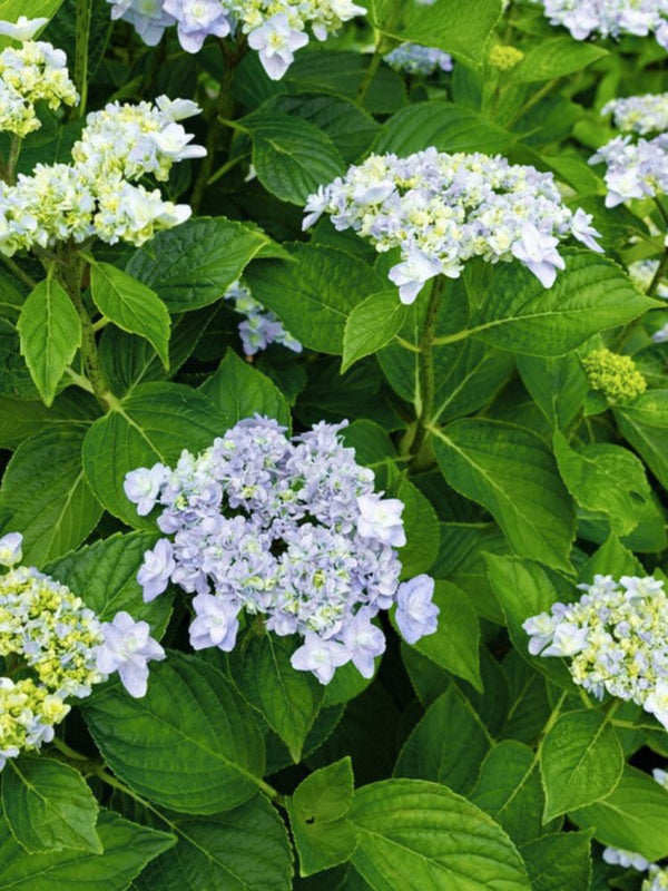 Tellerhortensie, Hydrangea macrophylla 'Fleurine' blue kaufen im Online-Shop der Bohlken Baumschulen