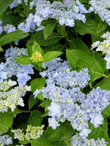 Tellerhortensie, Hydrangea macrophylla 'Fleurine' blue kaufen im Online-Shop der Bohlken Baumschulen