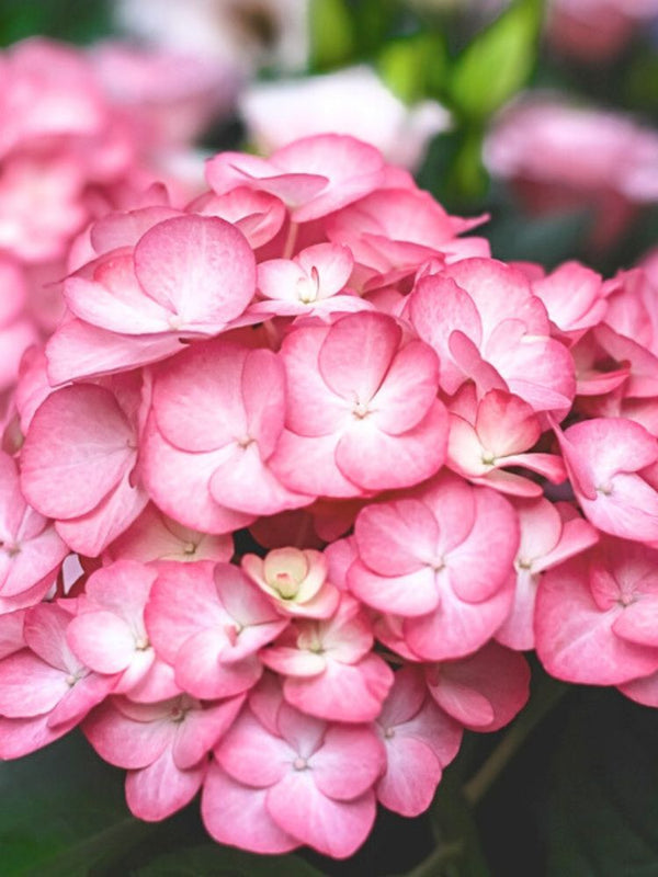 Bauernhortensie, Hydrangea macrophylla 'Gräfin Cosel' SAXON ® kaufen im Online-Shop der Bohlken Baumschulen