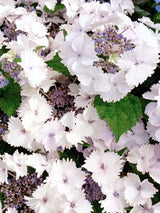 Tellerhortensie, Hydrangea macrophylla 'Koria' ® kaufen im Online-Shop der Bohlken Baumschulen