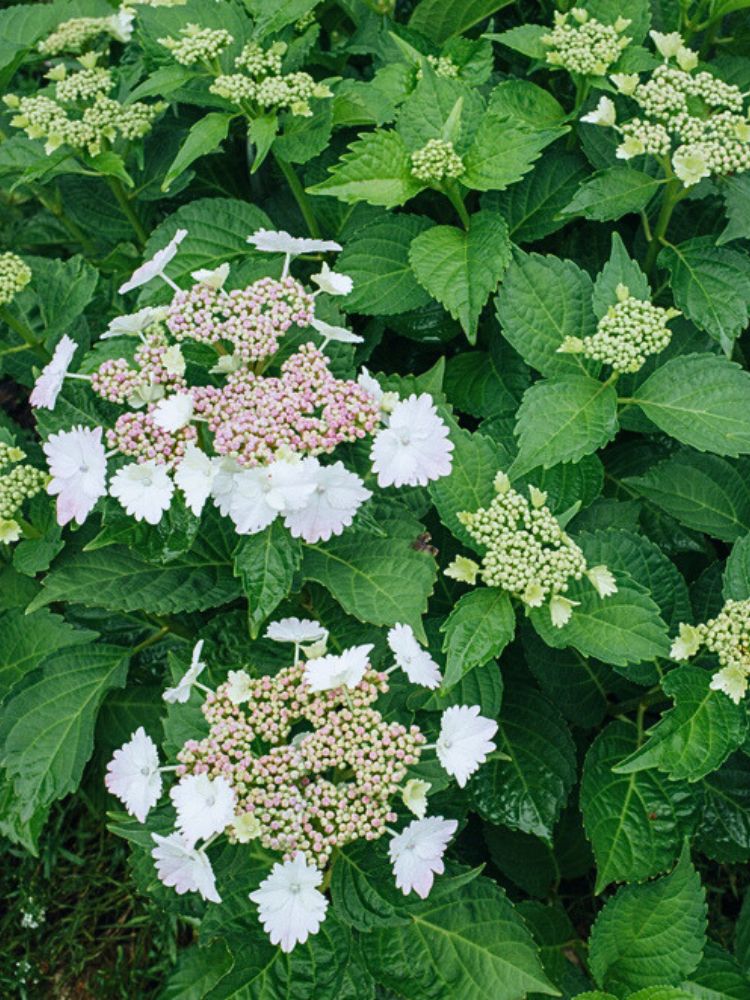 Tellerhortensie, Hydrangea macrophylla 'Koria' ® kaufen im Online-Shop der Bohlken Baumschulen