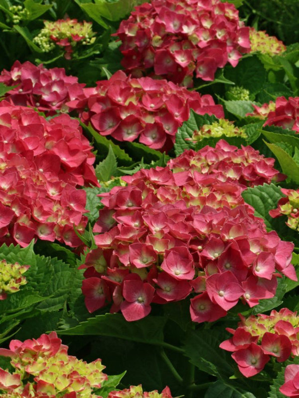 Hydrangea macrophylla 'Rot', Ballhortensie 'Rot' im Onlineshop der Bohlken Baumschulen