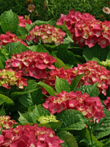 Hydrangea macrophylla 'Rot', Ballhortensie 'Rot' im Onlineshop der Bohlken Baumschulen