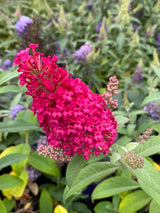 Schmetterlingsstrauch, Buddleja davidii 'Butterfly Candy'® Little Ruby kaufen im Online-Shop der Bohlken Baumschulen