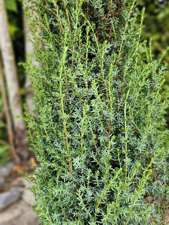 Juniperus communis 'Arnold', Heidewachholder 'Arnold' im Onlineshop der Bohlken 