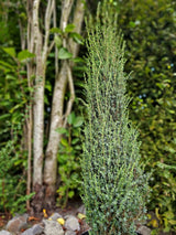 Juniperus communis 'Arnold', Heidewachholder 'Arnold' im Onlineshop der Bohlken 