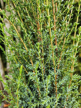 Juniperus communis 'Arnold', Heidewachholder 'Arnold' im Onlineshop der Bohlken 