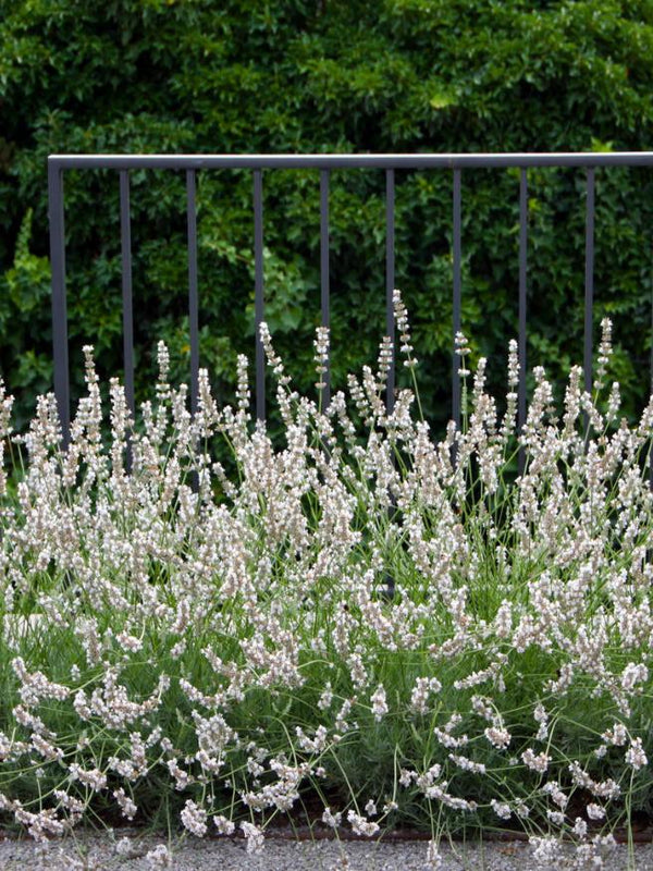 Weißblühender Lavendel, Lavandula angustifolia 'Hidcote White' kaufen im Online-Shop der Bohlken Baumschulen