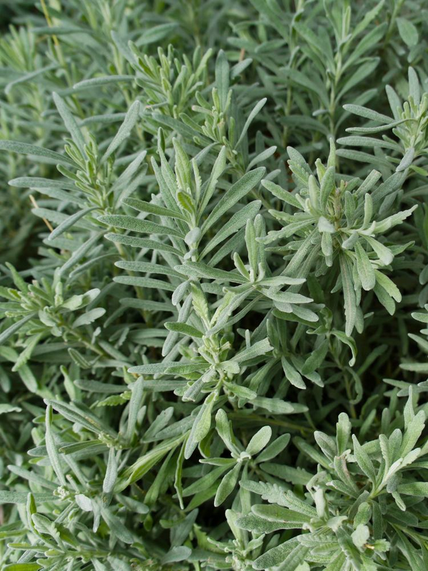 768 × 1024 Pixel  Bild von Lavendel 'Munstead' im Onlineshop von Bohlken Pflanzenversand GbR