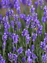 768 × 1024 Pixel  Bild von Lavendel 'Munstead' im Onlineshop von Bohlken Pflanzenversand GbR