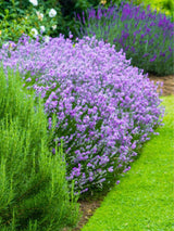 Lavendel 'Munstead'