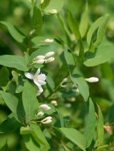 Rote Heckenkirsche, Gemeine Heckenkirsche, Lonicera xylosteum kaufen im Online-Shop der Bohlken Baumschulen