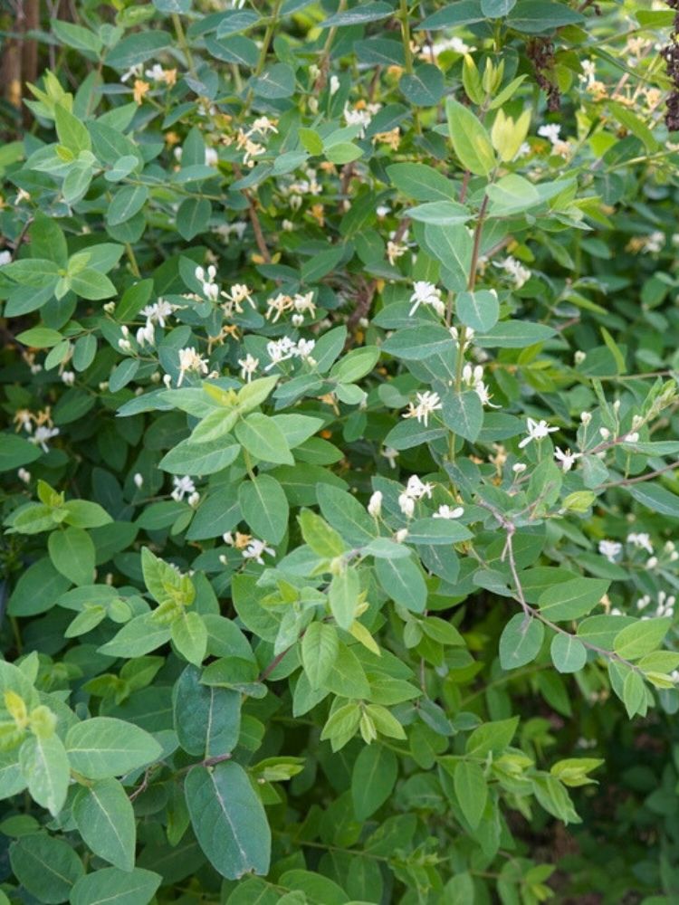 Rote Heckenkirsche, Gemeine Heckenkirsche, Lonicera xylosteum kaufen im Online-Shop der Bohlken Baumschulen