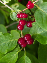 Rote Heckenkirsche, Gemeine Heckenkirsche, Lonicera xylosteum kaufen im Online-Shop der Bohlken Baumschulen