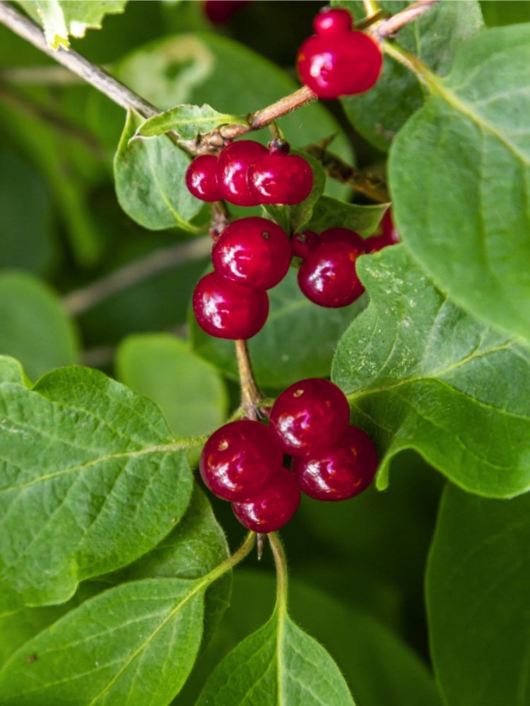 Rote Heckenkirsche, Gemeine Heckenkirsche, Lonicera xylosteum kaufen im Online-Shop der Bohlken Baumschulen