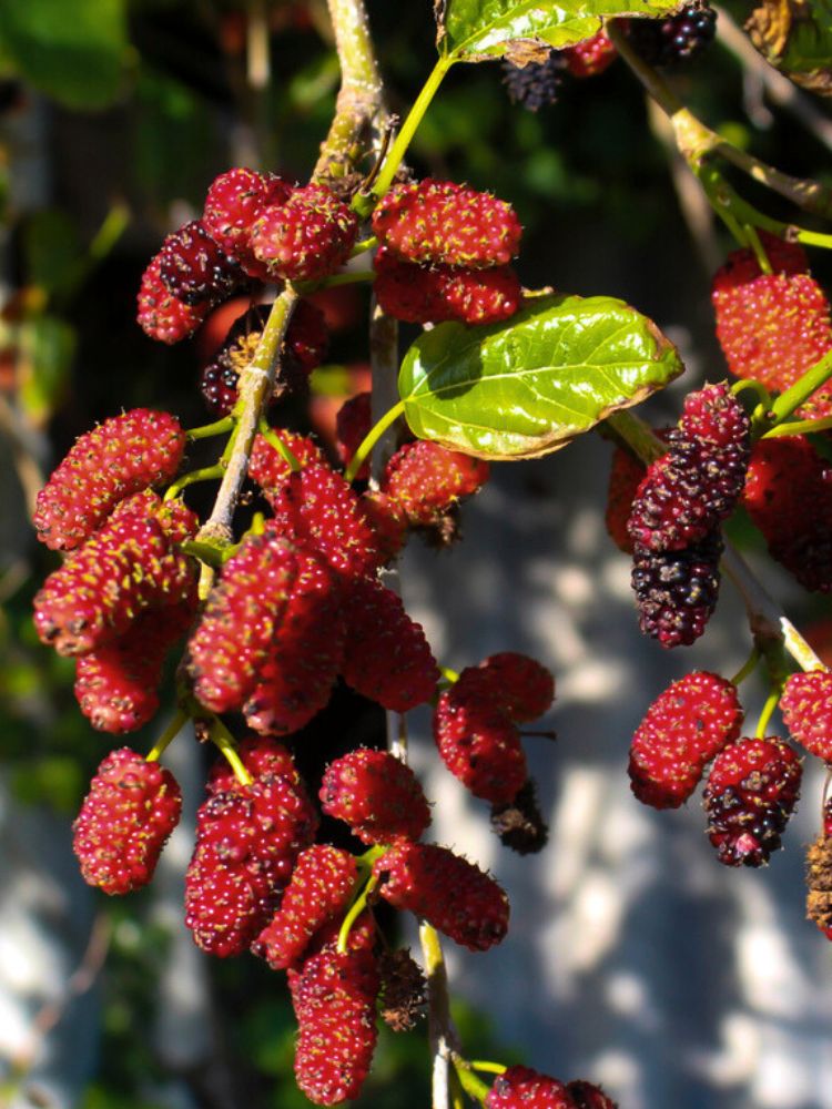 Weißer Maulbeerbaum, Trauer-Maulbeere, Morus alba 'Pendula' kaufen im Online-Shop der Bohlken Baumschulen