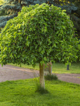 Weißer Maulbeerbaum, Trauer-Maulbeere, Morus alba 'Pendula' kaufen im Online-Shop der Bohlken Baumschulen