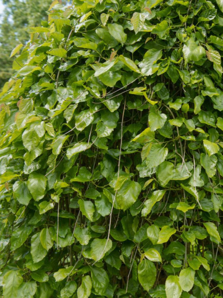 Weißer Maulbeerbaum, Trauer-Maulbeere, Morus alba 'Pendula' kaufen im Online-Shop der Bohlken Baumschulen