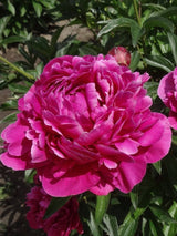 Paeonia lactiflora 'Karl Rosenfield', Pfingstrose 'Karl Rosenfield' im Onlineshop der Bohlken Baumschulen