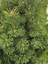 Berg-Kiefer, Pinus mugo 'Columnaris' kaufen im Online-Shop der Bohlken Baumschulen