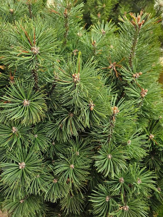 Berg-Kiefer, Pinus mugo 'Columnaris' kaufen im Online-Shop der Bohlken Baumschulen