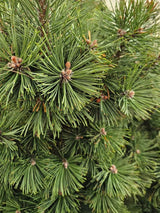 Berg-Kiefer, Pinus mugo 'Columnaris' kaufen im Online-Shop der Bohlken Baumschulen