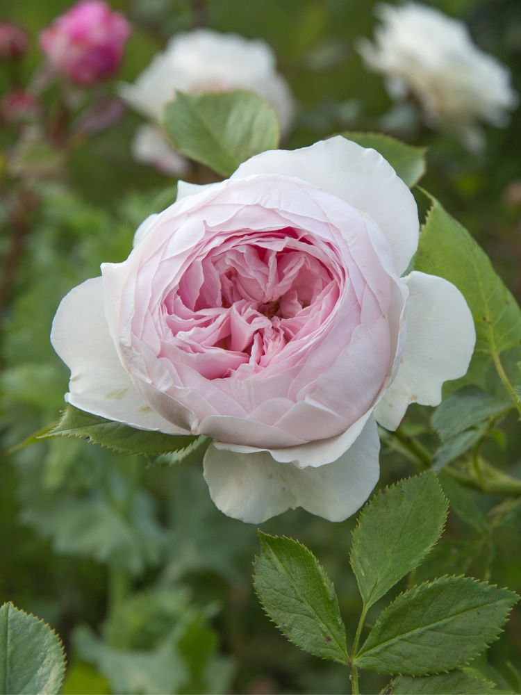 Rose Parfuma ® 'Herzogin Christiana' ®  im Online-Shop der Bohlken Baumschulen