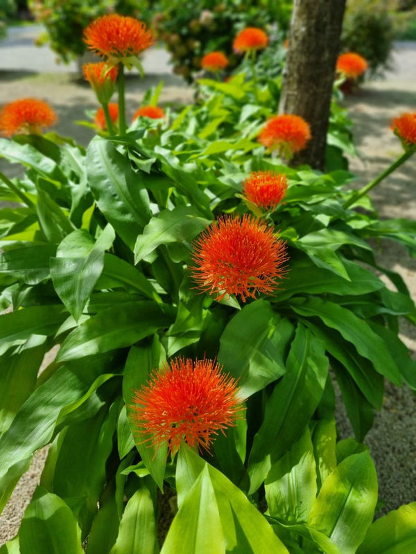 Scadoxus multiflorus, Blutblume, Feuerball-Lilie im Onlineshop der Bohlken Baumschulen