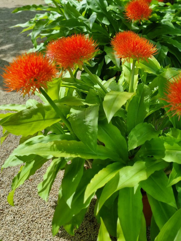 Scadoxus multiflorus, Blutblume, Feuerball-Lilie im Onlineshop der Bohlken Baumschulen