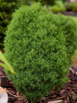 Zwerg-Lebensbaum, Thuja occidentalis 'Teddy' kaufen im Online-Shop der Bohlken Baumschulen