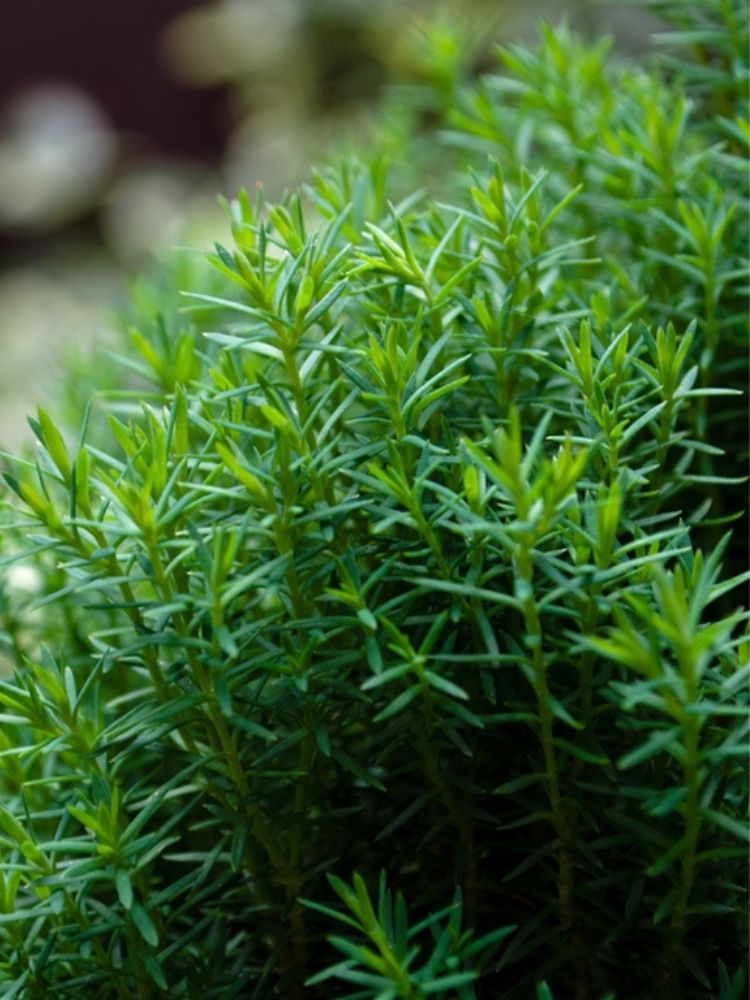 Zwerg-Lebensbaum, Thuja occidentalis 'Teddy' kaufen im Online-Shop der Bohlken Baumschulen