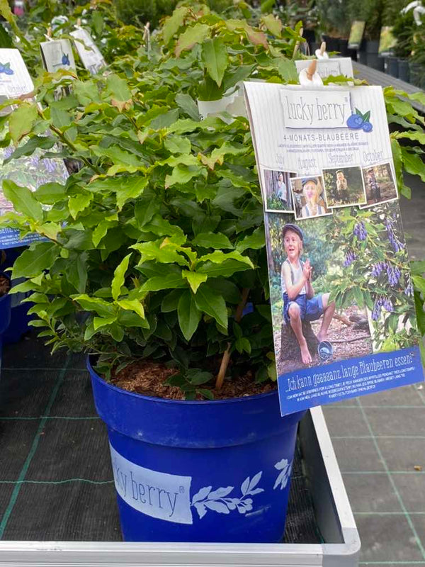 Heidelbeere, Vaccinium corymbosum 'Lucky Berry' ®  kaufen im Online-Shop der Bohlken Baumschlen